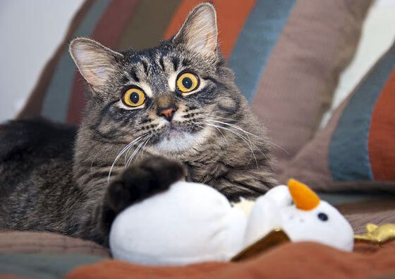 开云·体育官网APP下载-_骑士队新秀崭露头角，球队未来可期_，骑士 新秀